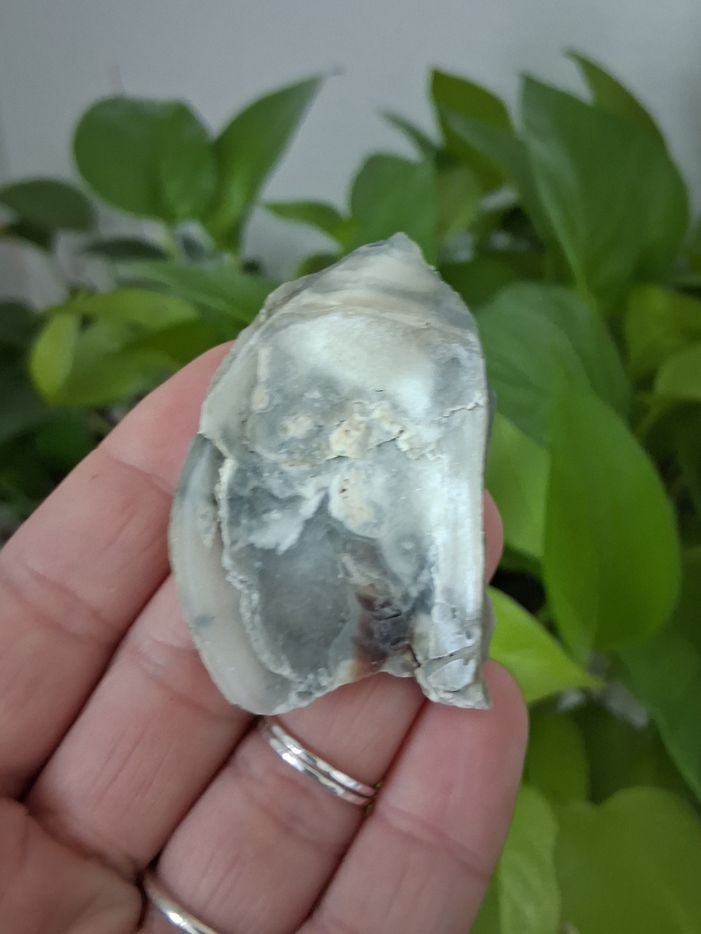 Natural Oyster Shell Accent - Gray and Cream Tones